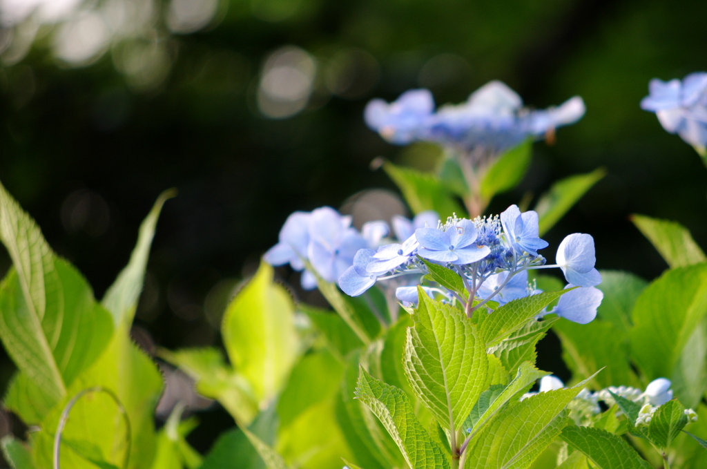 海岸線の紫陽花Ⅱ