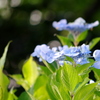 海岸線の紫陽花Ⅱ