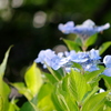 海岸線の紫陽花Ⅱ