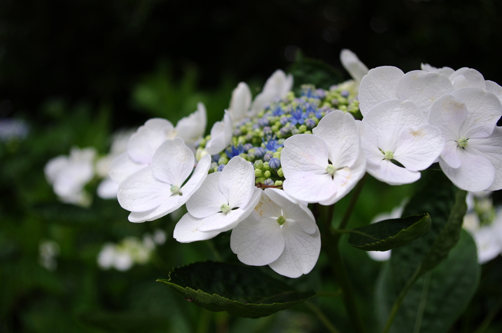 雨上がりの紫陽花