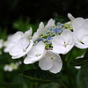 雨上がりの紫陽花