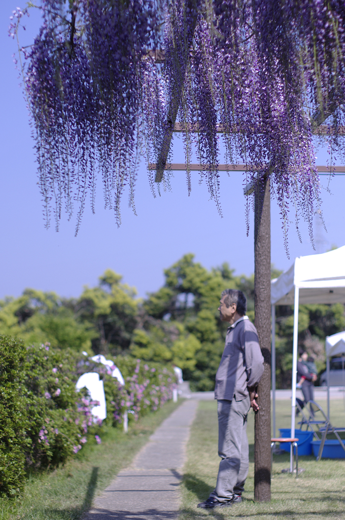 藤と父