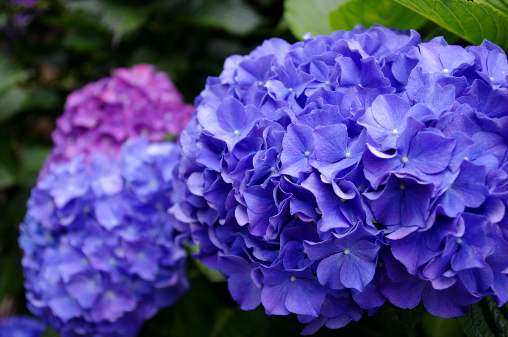 雨上がりの紫陽花
