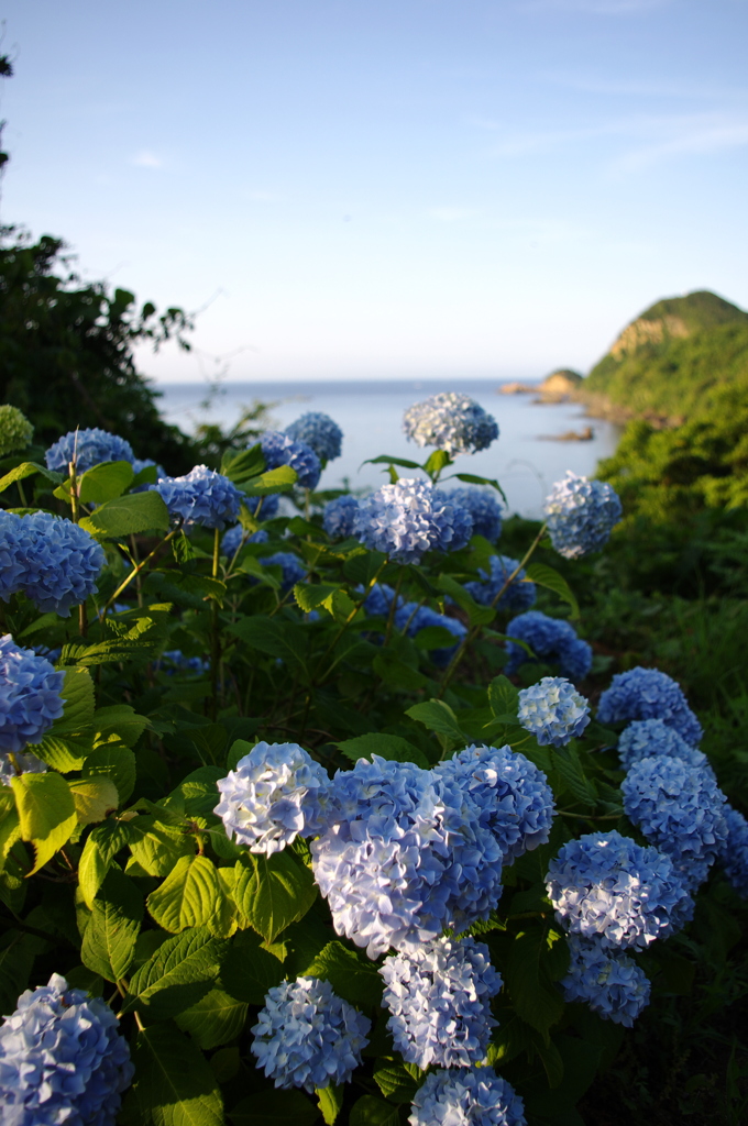 海岸線の紫陽花Ⅱ