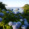海岸線の紫陽花Ⅱ