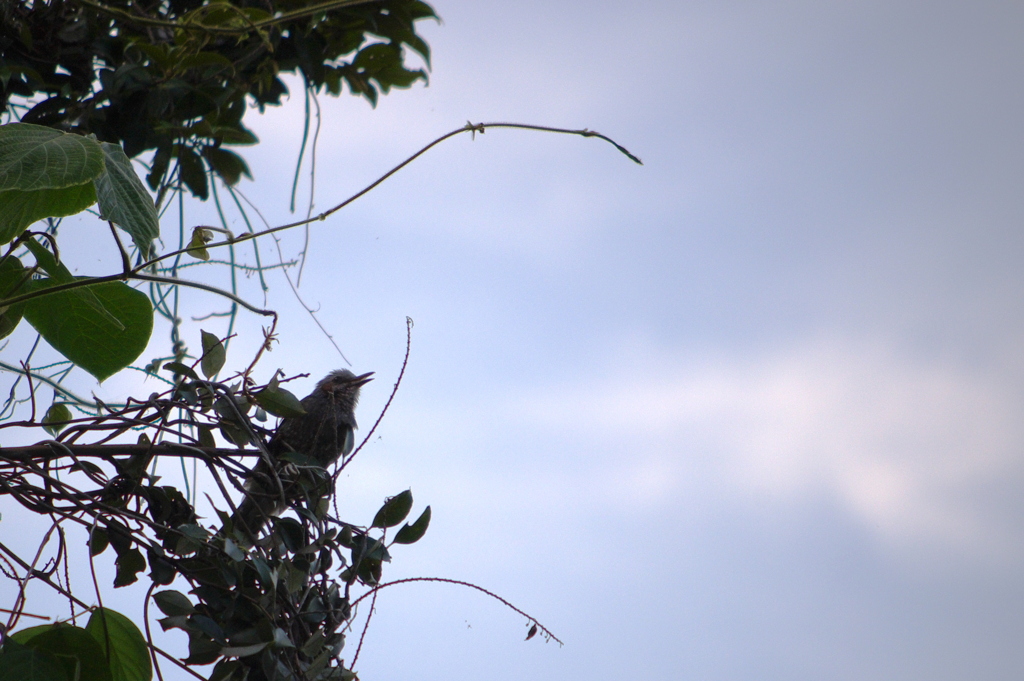 ごはんですよ～！