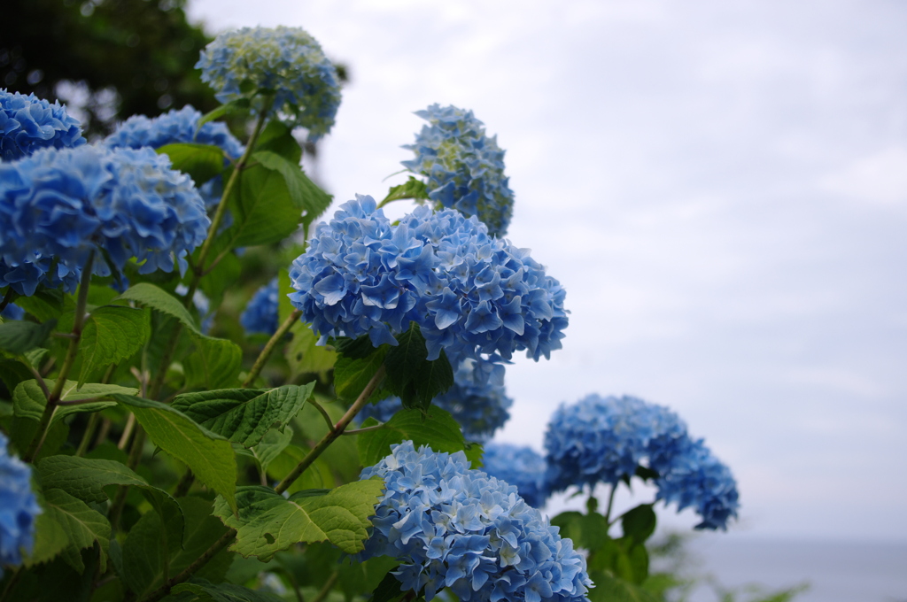 海岸線の紫陽花