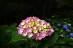 海岸線の紫陽花