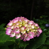 海岸線の紫陽花