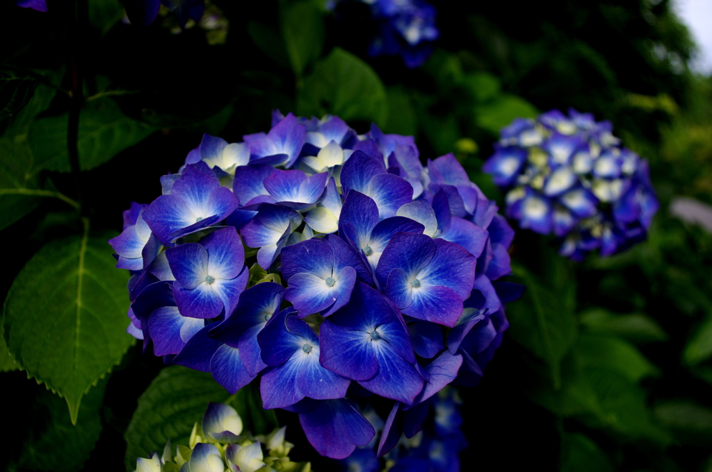 海岸線の紫陽花