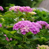 海岸線の紫陽花