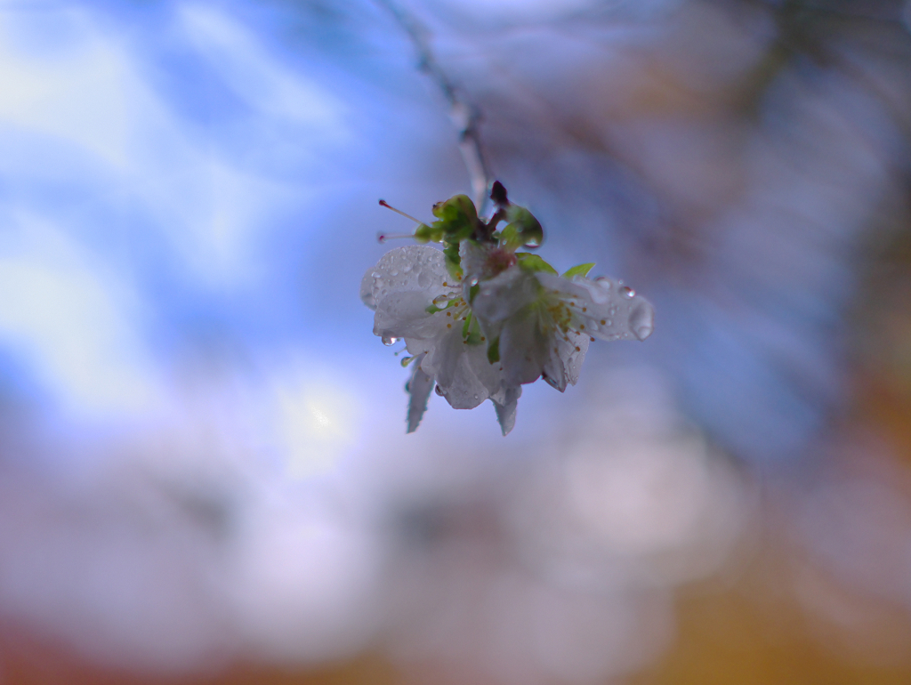 冬桜－ふたたび
