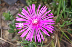 恒星・惑星・衛星