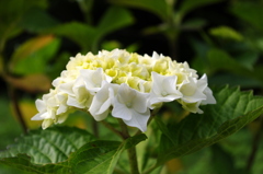 海岸線の紫陽花