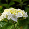 海岸線の紫陽花