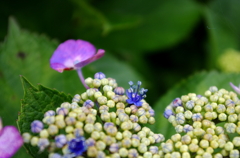 雨上がりの紫陽花