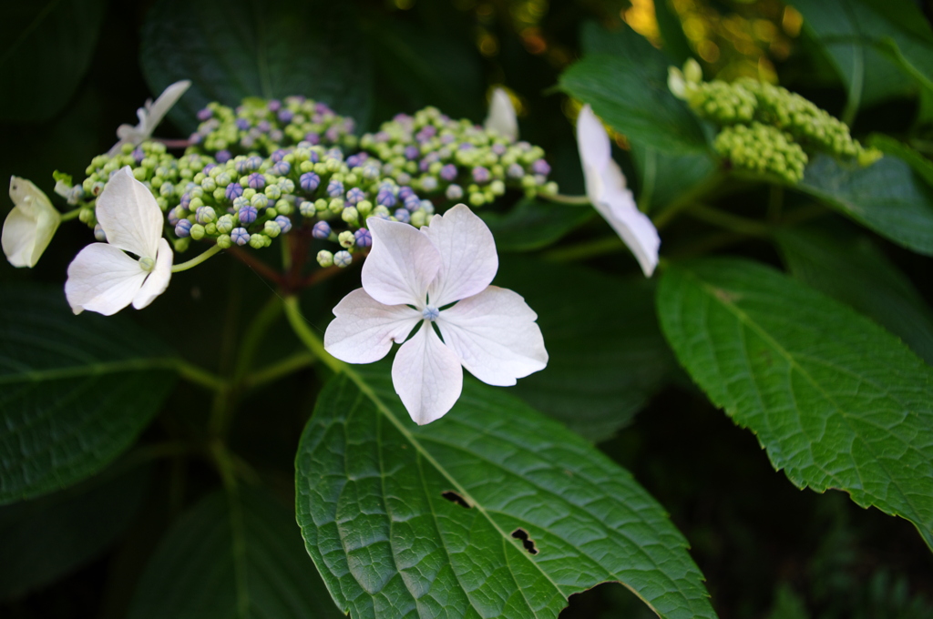 海岸線の紫陽花Ⅱ