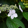 海岸線の紫陽花Ⅱ
