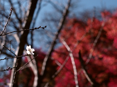 桜と紅葉