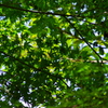 Natural Stained-glass