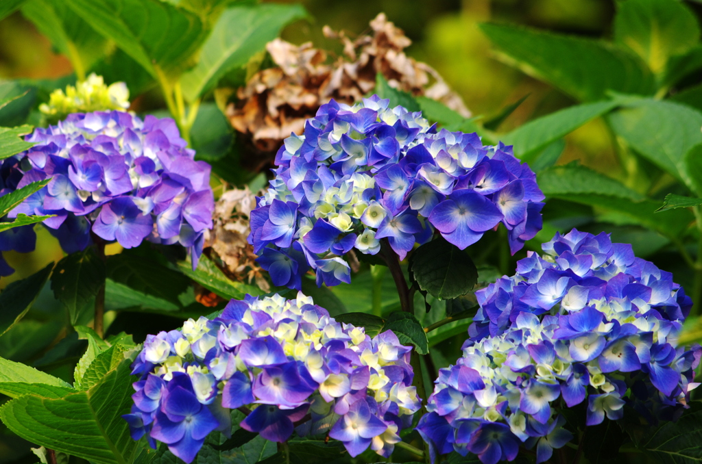 海岸線の紫陽花Ⅱ