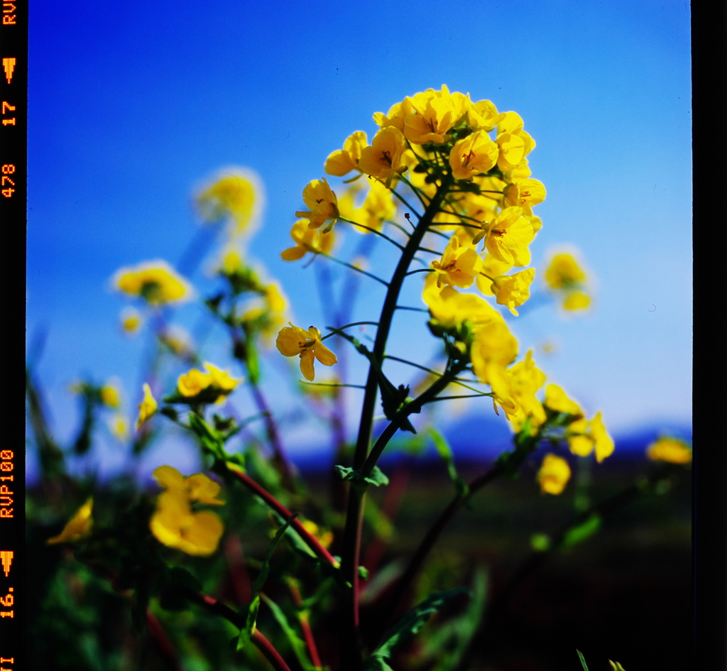 菜の花