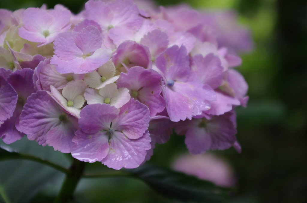 雨上がりの紫陽花
