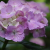 雨上がりの紫陽花