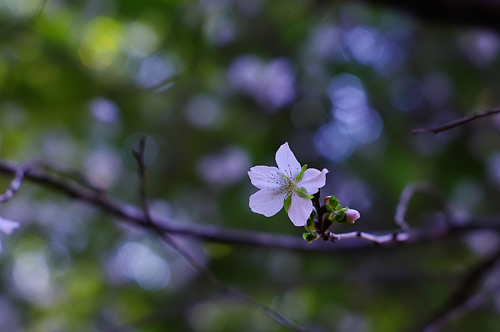 冬桜
