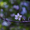冬桜