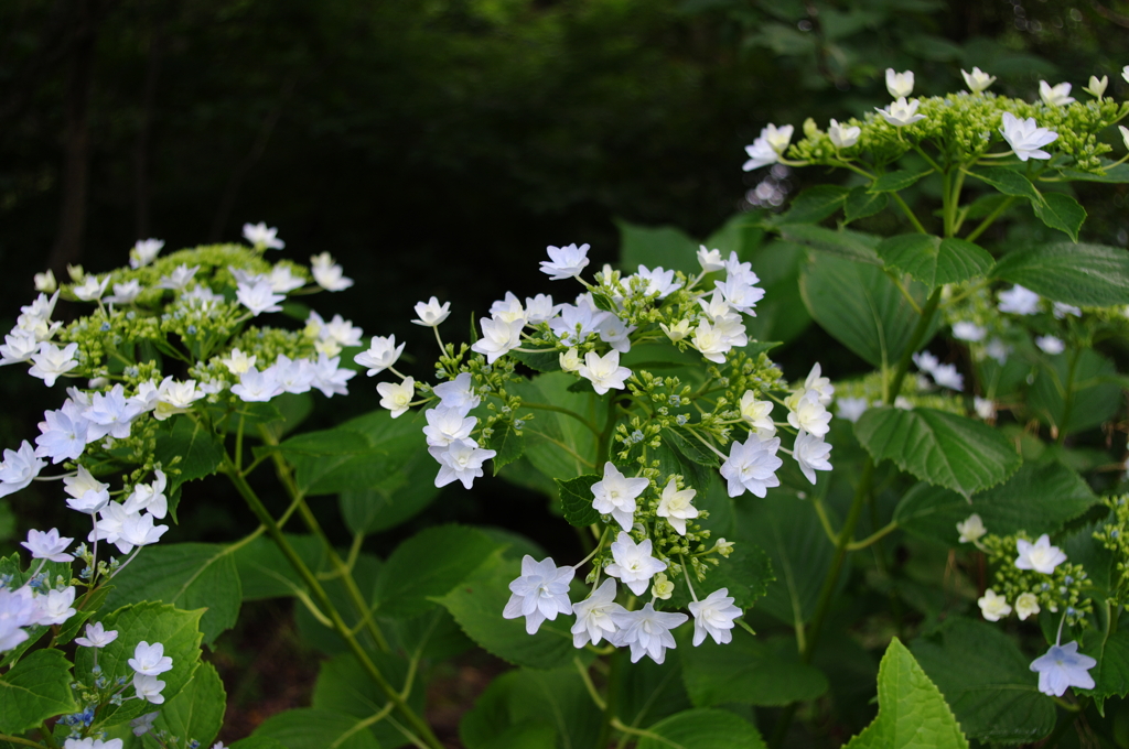 雨上がりの紫陽花