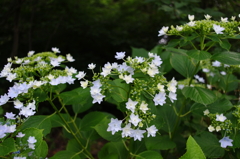 雨上がりの紫陽花