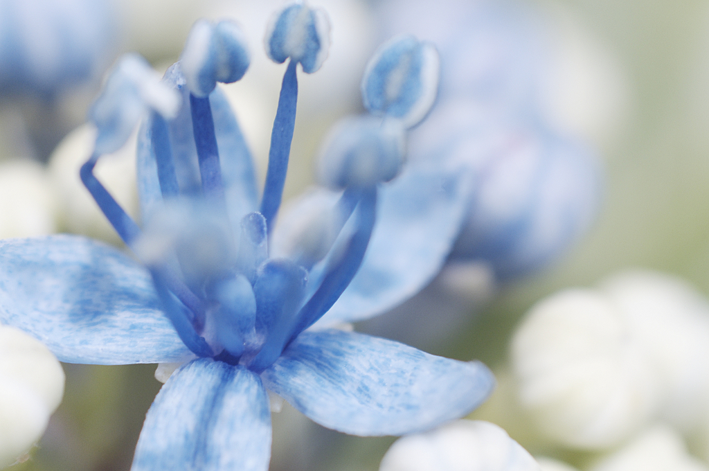 紫陽花の・・・
