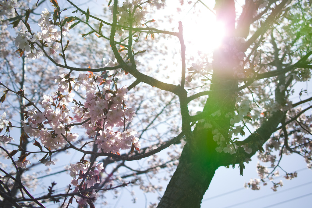 桜