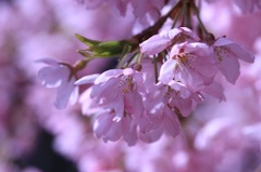 里山の民家の桜　　　7110