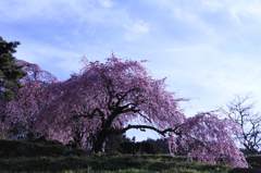 里山の枝垂れ桜３　　　　6984