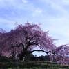 里山の枝垂れ桜３　　　　6984