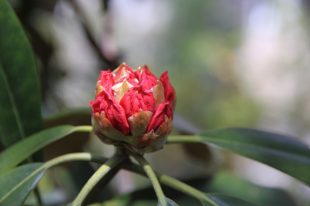 原谷苑の芍薬の蕾　　　7941