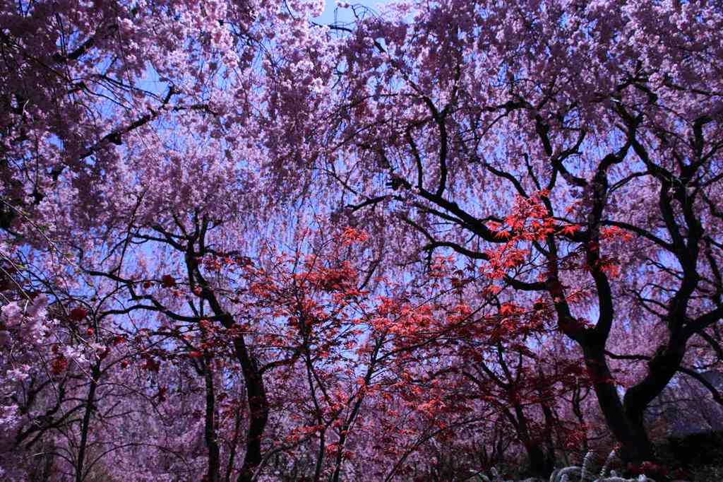 原谷苑の枝垂れ桜＆ボケの花　　7967
