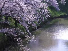大和郡山城跡のお堀の桜　2012年4月12日　　　6359