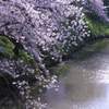 大和郡山城跡のお堀の桜　2012年4月12日　　　6359