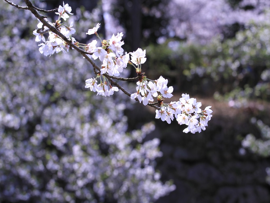 大和郡山城跡のお堀の桜　2012年4月12日　　6283