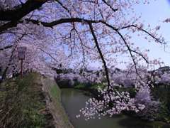 大和郡山城跡のお堀の桜　2012年4月12日　　　　6324