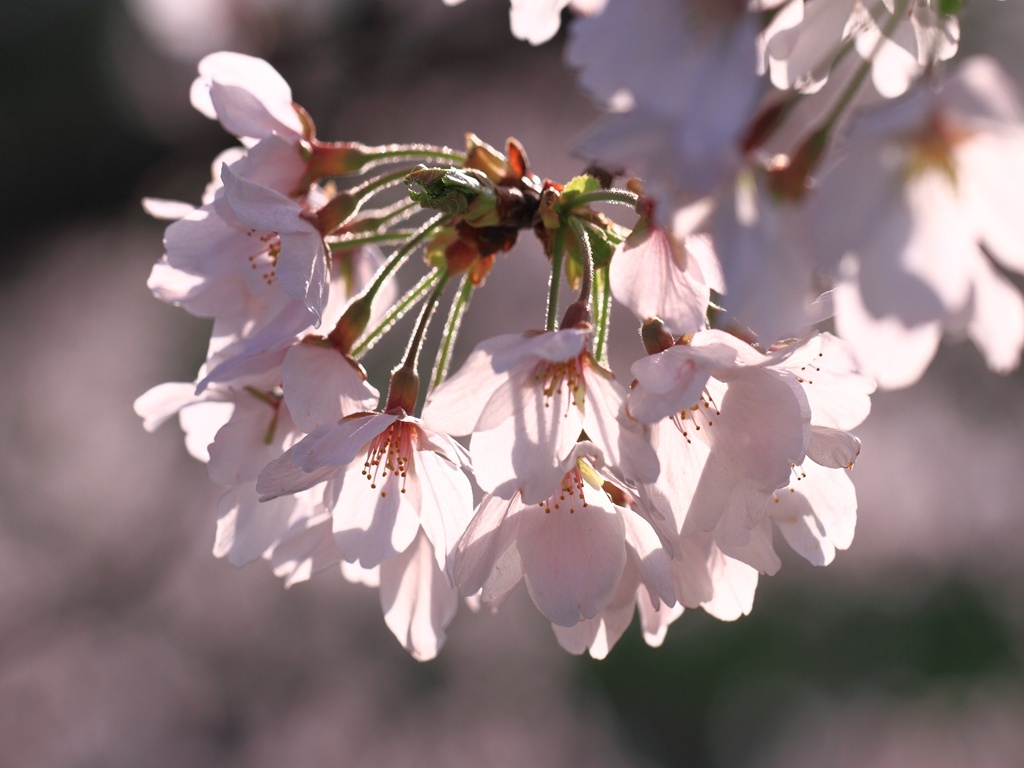 奈良の佐保川沿いの桜　6505