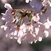 奈良の佐保川沿いの桜　6505