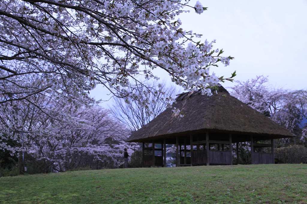 かぎろひの丘　万葉公園　　　　7437