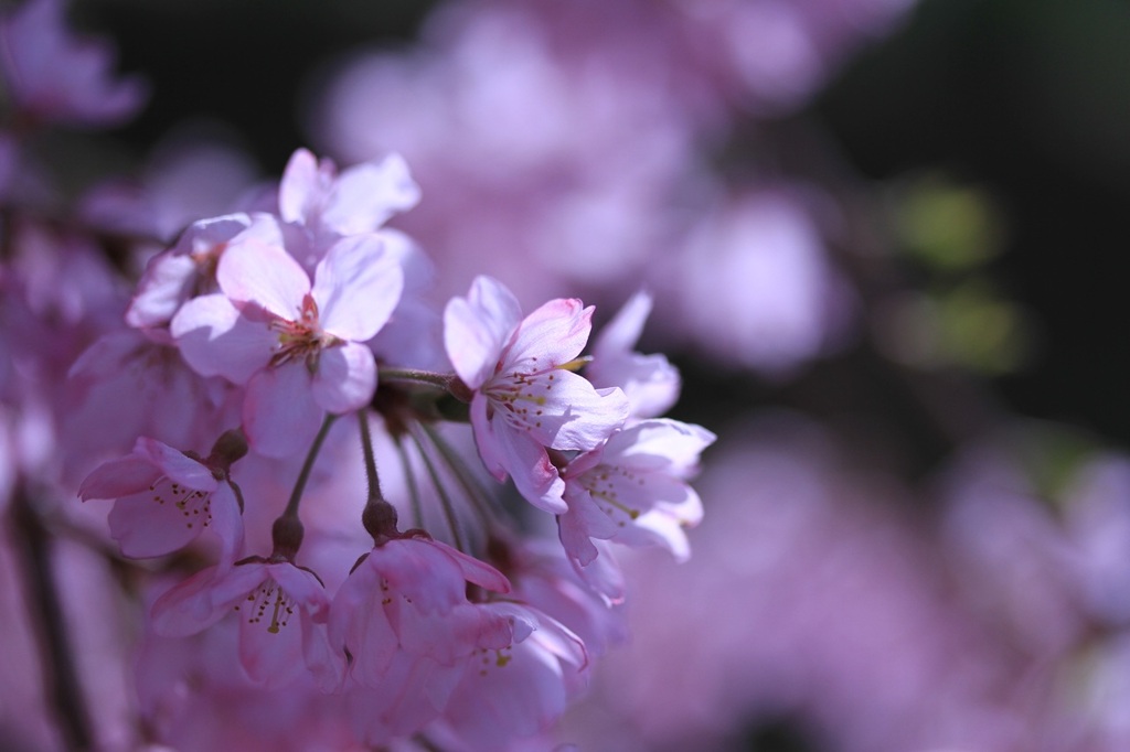 里山の民家の桜　　　　　　7135