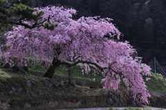 里山の民家の枝垂れ桜　　　7224