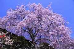 原谷苑の枝垂れ桜１　　　7925