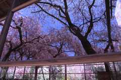 原谷苑の枝垂れ桜の写り込み　　　7961